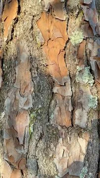 Tree bark with lichen and flaking layers 스톡 사진