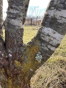 Tree Bark with Lichen and Moss in Winter Stock Photos