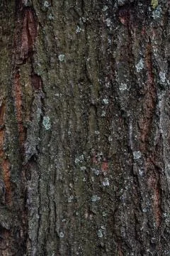 Tree Bark with Lichens mold Stock Photos