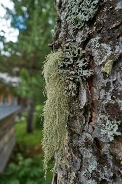 Tree bark with lichens Stock Photos