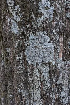 Tree bark with lichens. Texture background. 스톡 사진