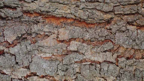 Tree bark in looping motion background | Stock Video | Pond5