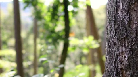 A tree bark lush forest background 4k 30fps video Stockbeeldmateriaal 281361158