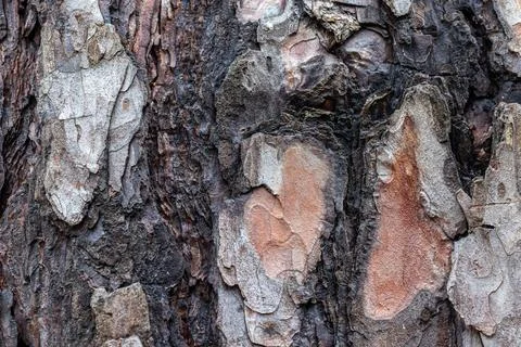 Tree bark macro close up shot Stock Photos