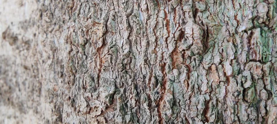 Tree bark macro Stock Photos