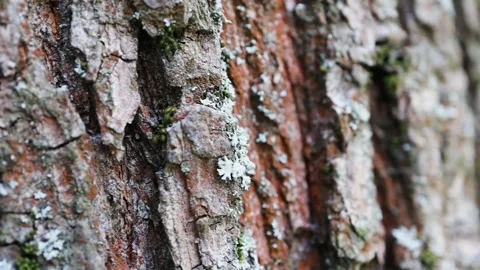 Tree bark, macro video, slow motion Video stock 328184109