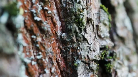 Tree bark, macro video, slow motion 스톡 동영상 328184454