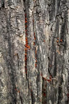 Tree bark with many fire beetles Stock Photos