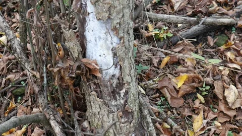 Tree with bark missing on it in the forest Vídeo Stock 141765793