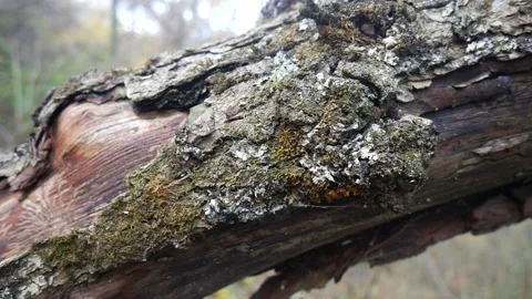 Tree with bark missing on it in the forest Vídeo Stock 141765845