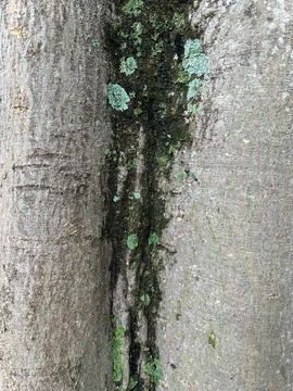 Tree bark with moss and lichen Stock Photos