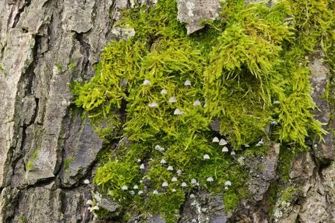 Tree bark with moss and small mushrooms Stock Photos