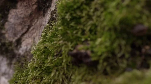 Tree bark, moss, anophyte, tree Stock Footage 73796663