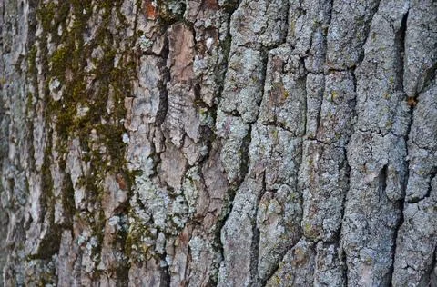 Tree bark with moss. Background. Stock Photos