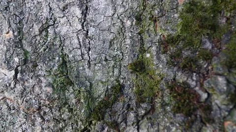 Tree Bark with Moss Close-Up Stock Photos