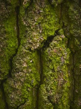 Tree Bark with Moss Close-up Texture Stock Photos
