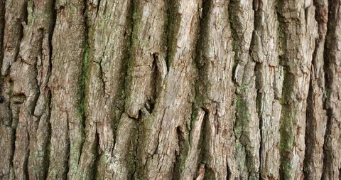 Tree Bark with Moss in Extreme Closeup Видео 100034751
