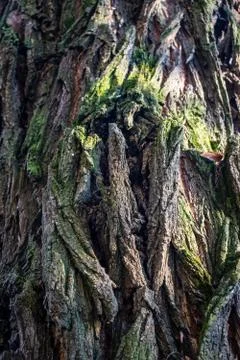 Tree bark. Moss. Natural background Stock Photos