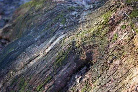 Tree bark with moss old textured tree bark with moss, background Copyright... Foto stock