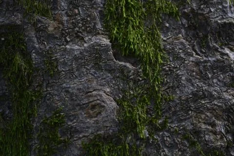 Tree bark moss Stock Photos
