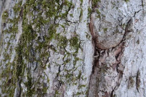 Tree Bark with Moss Stock Photos