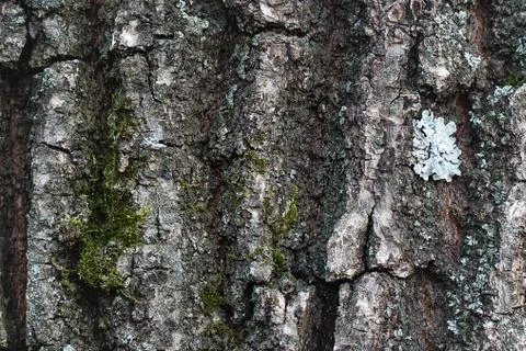 Tree bark with moss texture close up Foto stock