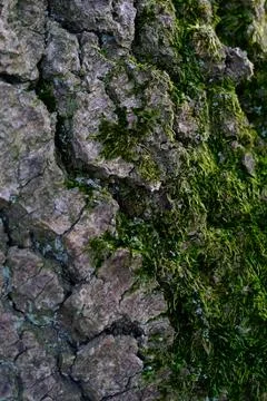 Tree Bark Moss Texture Closeup Stock Photos
