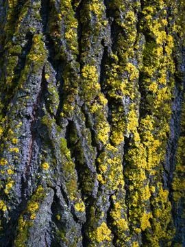 Tree bark with moss texture Fotos Stock