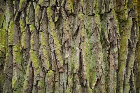 Tree bark with moss texture, wooden background Stock Photos