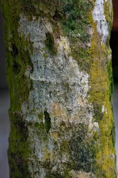 Tree bark with mosses white and green patches 스톡 사진
