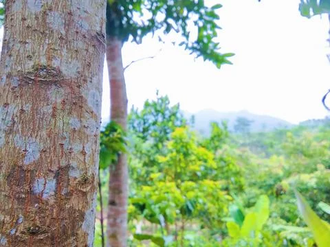 Tree bark with mountain views Stock Photos