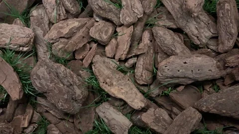 Tree bark mulch with green grass, natural garden ground cover Stock Footage 331407526