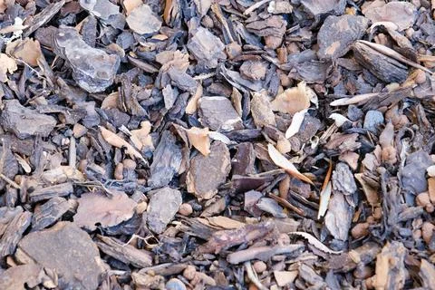 Tree bark mulch texture, outdoor, background, chestnut wood chips. Stock Photos