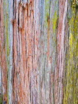 Tree bark multicolored, close up, background, wooden board, texture Stock Photos