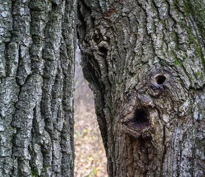 Tree Bark with Natural Face Shape Pattern Stockfoto's