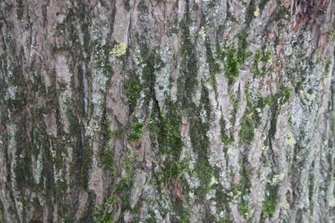 Tree bark natural rough texture bavkround. Nature concept 库存照片