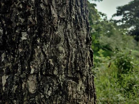 Tree bark nice for desain Stock Photos