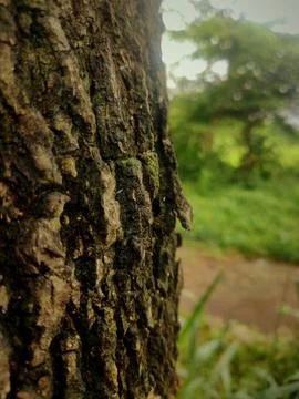 Tree bark nice for design 2 Stock Photos