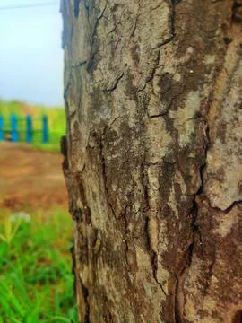 Tree bark nice for design 3 Stock Photos