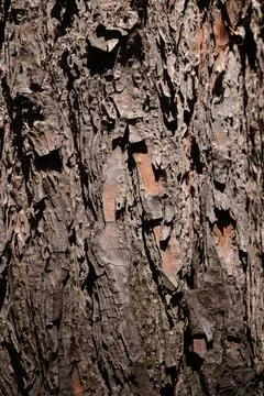Tree bark no action present, in natural outdoor environment, with tree bark.. Stock Photos