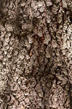 Tree bark no action present, in natural outdoor environment, with tree bark.. Stock Photos