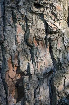 Tree bark no action present, in outdoor natural environment, with tree bark.. Stock Photos