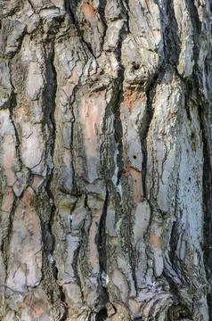 Tree bark no action present, in natural outdoor setting, with tree bark, wi.. Stock Photos
