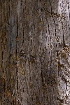 Tree bark no action present, in natural outdoor setting, with tree bark, wi.. Stock Photos