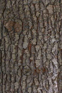 Tree bark no action present, in natural outdoor setting, with tree bark, wi.. Stock Photos