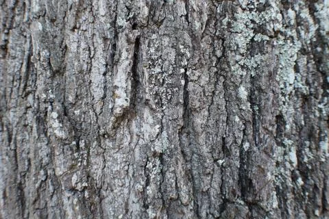 Tree Bark Oak Texture Pattern 写真素材