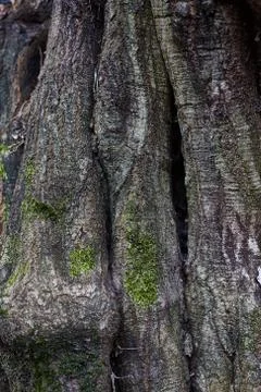 Tree bark old texture, vertical background with moss Stock Photos