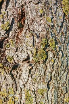 Tree bark from an old tree occupied with moss, Stock Photos
