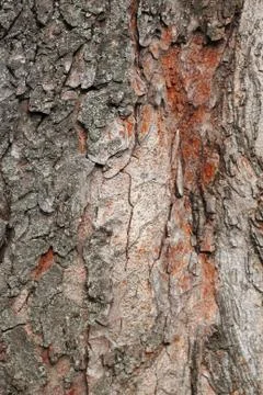Tree Bark Over. Crust Of The forest tree Foto stock