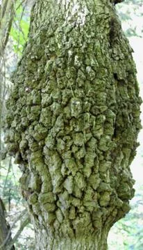 Tree bark over Stock Photos